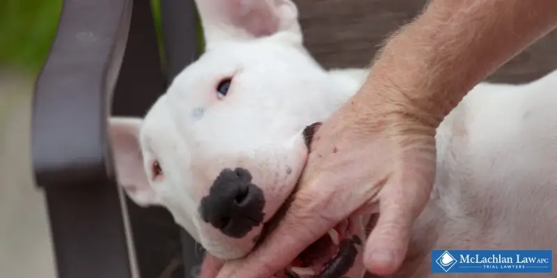Best Hawthorne Dog Bite Lawyer