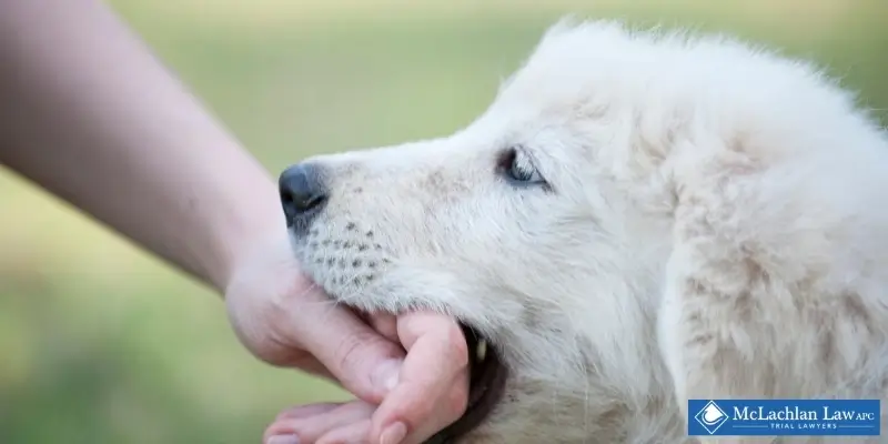 Torrance Dog Bite Lawyer Best Torrance, CA Dog Bite Lawyer