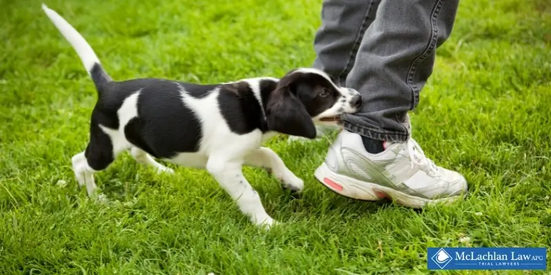 Long Beach Dog Bite Lawyer Best Long Beach, CA Dog Bite Lawyer